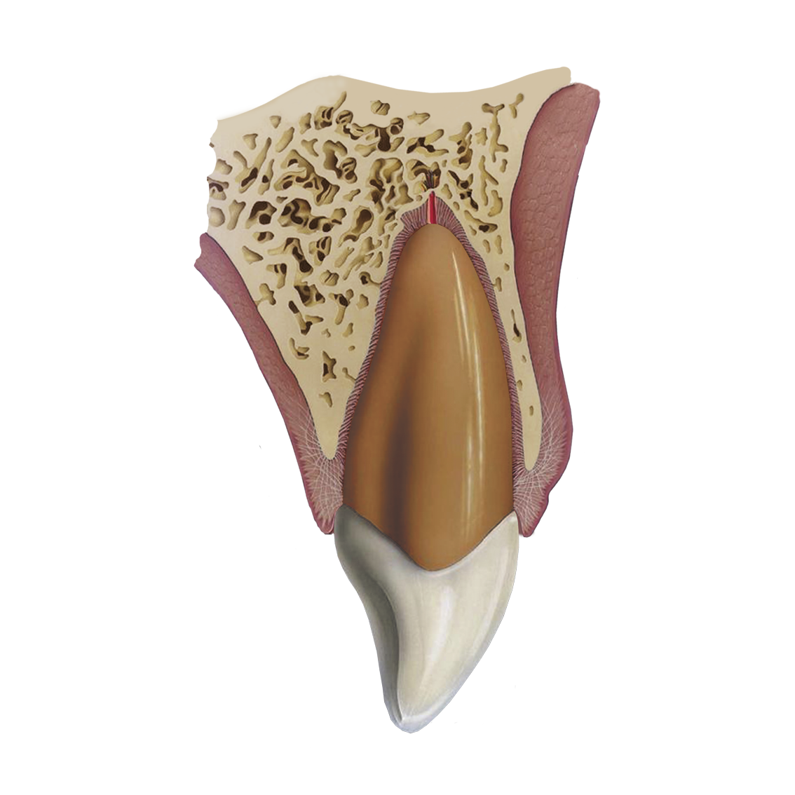 Dental Traume Guide